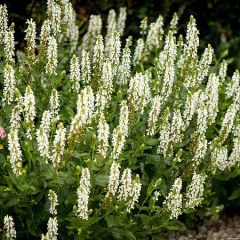 Szałwia omszona 'Salute White'